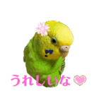 セキセイインコのにかちゃん。（個別スタンプ：2）