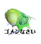 セキセイインコのにかちゃん。（個別スタンプ：4）