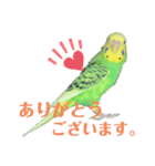 セキセイインコのにかちゃん。（個別スタンプ：5）