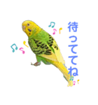 セキセイインコのにかちゃん。（個別スタンプ：6）