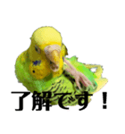 セキセイインコのにかちゃん。（個別スタンプ：7）