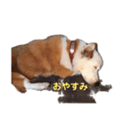 kotako sawa（個別スタンプ：4）