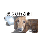 kotako sawa（個別スタンプ：7）