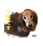 kotako sawa（個別スタンプ：9）