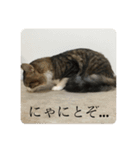 カツオ君3（個別スタンプ：1）