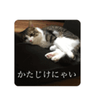カツオ君3（個別スタンプ：2）