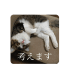 カツオ君3（個別スタンプ：3）