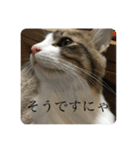カツオ君3（個別スタンプ：4）