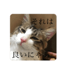 カツオ君3（個別スタンプ：5）