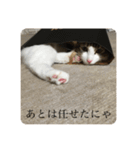 カツオ君3（個別スタンプ：6）