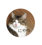 カツオ君3（個別スタンプ：8）