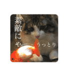 カツオ君3（個別スタンプ：9）