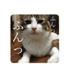 カツオ君3（個別スタンプ：10）