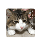 カツオ君3（個別スタンプ：11）