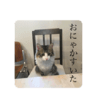 カツオ君3（個別スタンプ：13）