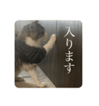 カツオ君3（個別スタンプ：15）
