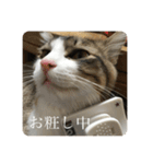 カツオ君3（個別スタンプ：16）