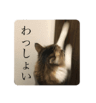 カツオ君3（個別スタンプ：17）