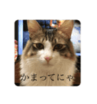 カツオ君3（個別スタンプ：19）