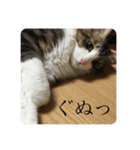 カツオ君3（個別スタンプ：21）