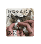 カツオ君3（個別スタンプ：22）