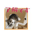 らぶりー すずにゃん 改（個別スタンプ：5）