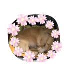 20150806スタンプ（個別スタンプ：1）