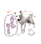 どむ 日常 スタンプ（個別スタンプ：4）