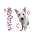 どむ 日常 スタンプ（個別スタンプ：10）