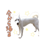 どむ 日常 スタンプ（個別スタンプ：14）