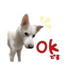 どむ 敬語 スタンプ（個別スタンプ：1）