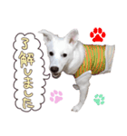 どむ 敬語 スタンプ（個別スタンプ：5）