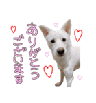 どむ 敬語 スタンプ（個別スタンプ：6）
