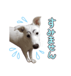 どむ 敬語 スタンプ（個別スタンプ：7）