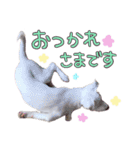 どむ 敬語 スタンプ（個別スタンプ：8）