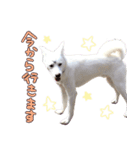 どむ 敬語 スタンプ（個別スタンプ：10）