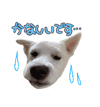 どむ 敬語 スタンプ（個別スタンプ：11）