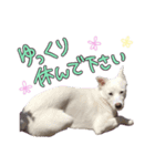 どむ 敬語 スタンプ（個別スタンプ：12）