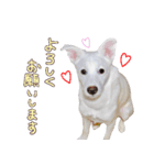 どむ 敬語 スタンプ（個別スタンプ：14）
