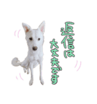 どむ 敬語 スタンプ（個別スタンプ：15）