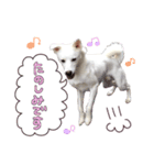 どむ 敬語 スタンプ（個別スタンプ：16）