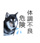 柴犬の体調（個別スタンプ：1）