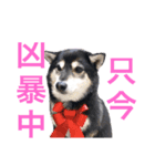 柴犬の体調（個別スタンプ：2）