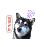 柴犬の体調（個別スタンプ：3）