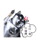 柴犬の体調（個別スタンプ：5）