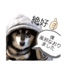 柴犬の体調（個別スタンプ：6）