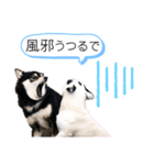 柴犬の体調（個別スタンプ：7）