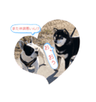 柴犬の体調（個別スタンプ：8）