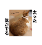 猫のち犬ときどき人（個別スタンプ：8）