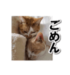 猫のち犬ときどき人（個別スタンプ：15）